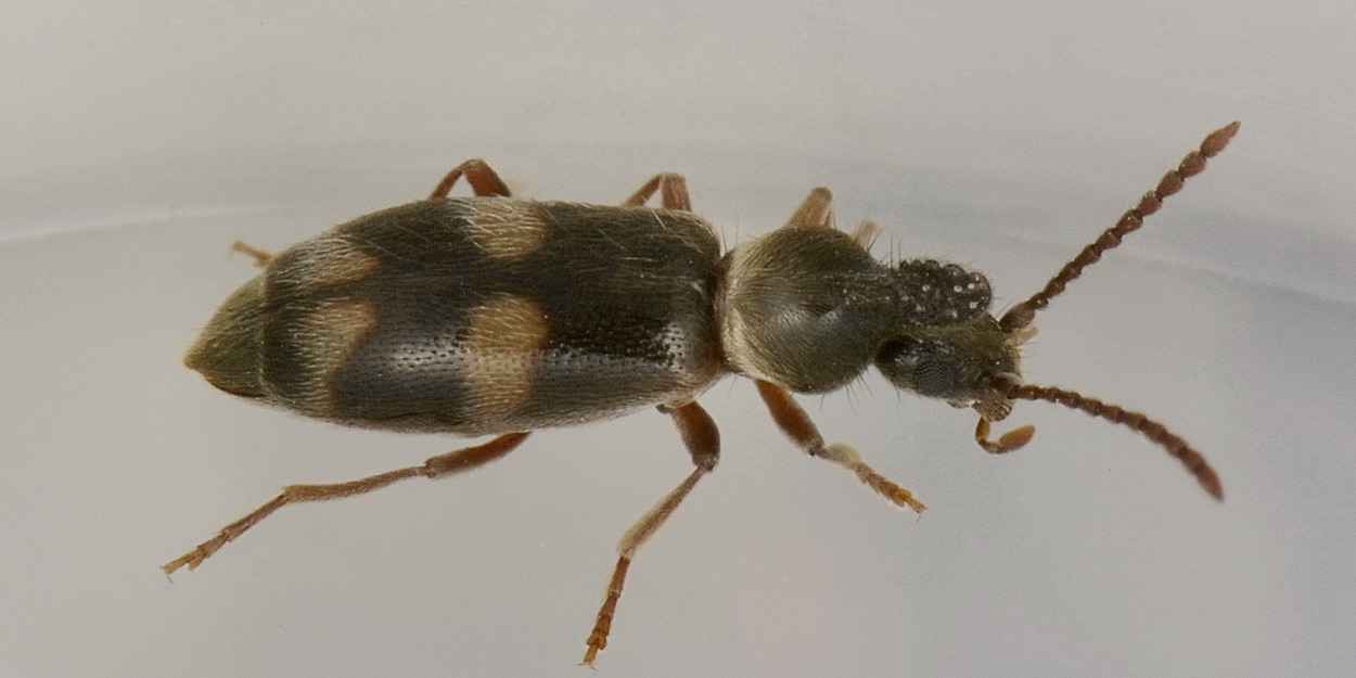 Anthicidae 2: Notoxus miles italicus